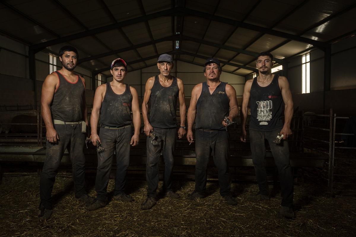 Dos cuadrillas de 5 hombres esquiladores uruguayos